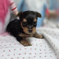Luna F C, a female Yorkshire Terrier for sale in Vinemont, AL – 1 of 4