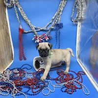 Ting Tang F C, a female Pug for sale in Vinemont, AL – 4 of 5