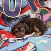 Amaryllis M B, a male Pomapoo for sale in Vinemont, AL – 3 of 4