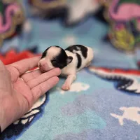 Cotton Candy's F, a female Maltese and Papillon for sale in Vinemont, AL – 3 of 4