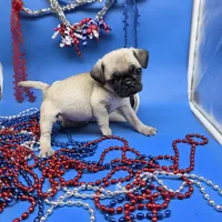 Ting Tang F B, a female Pug for sale in Vinemont, AL – 2 of 5