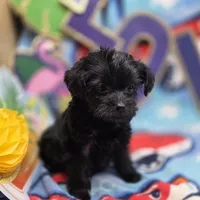 MiLu F, a female Yorkipoo for sale in Vinemont, AL – 4 of 4