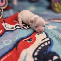 Kahlua's M, a male Chihuahua for sale in Vinemont, AL – 3 of 4