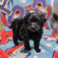 MiLu M A, a male Yorkipoo for sale in Vinemont, AL – 3 of 4