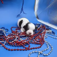 Sawdust M, a male Havanese for sale in Vinemont, AL – 4 of 5