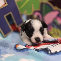 Dahlia M B, a male Pomapoo for sale in Vinemont, AL – 3 of 5