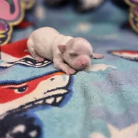 Kahlua's M, a male Chihuahua for sale in Vinemont, AL – 1 of 4