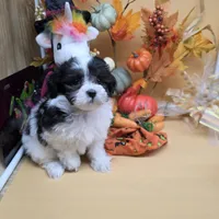 Brazil F A, a female Maltipoo for sale in Vinemont, AL – 3 of 4