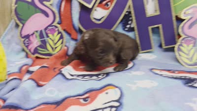 Dahlia M A, a male Pomapoo for sale in Vinemont, AL – 5 of 5