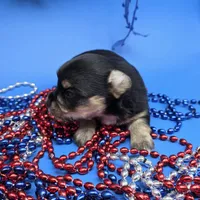 Capri M A, a male Papillon and Yorkshire Terrier for sale in Vinemont, AL – 2 of 5