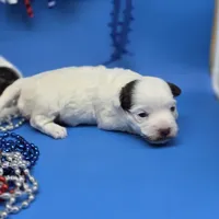 Traycee F, a female Havanese for sale in Vinemont, AL – 3 of 4
