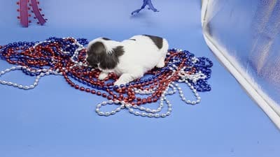 Sawdust M, a male Havanese for sale in Vinemont, AL – 5 of 5