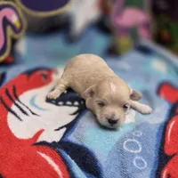 Babygirl F C, a female Maltipoo for sale in Vinemont, AL – 2 of 4