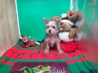 Lunas F C, a female Yorkshire Terrier for sale in Vinemont, AL – Photo 1 of 4