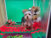 Lunas F C, a female Yorkshire Terrier for sale in Vinemont, AL – Photo 2 of 4