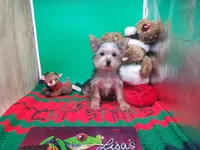 Lunas F C, a female Yorkshire Terrier for sale in Vinemont, AL – Photo 4 of 4