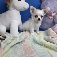 Kahlua's F A, a female Chihuahua for sale in Vinemont, AL – 3 of 8