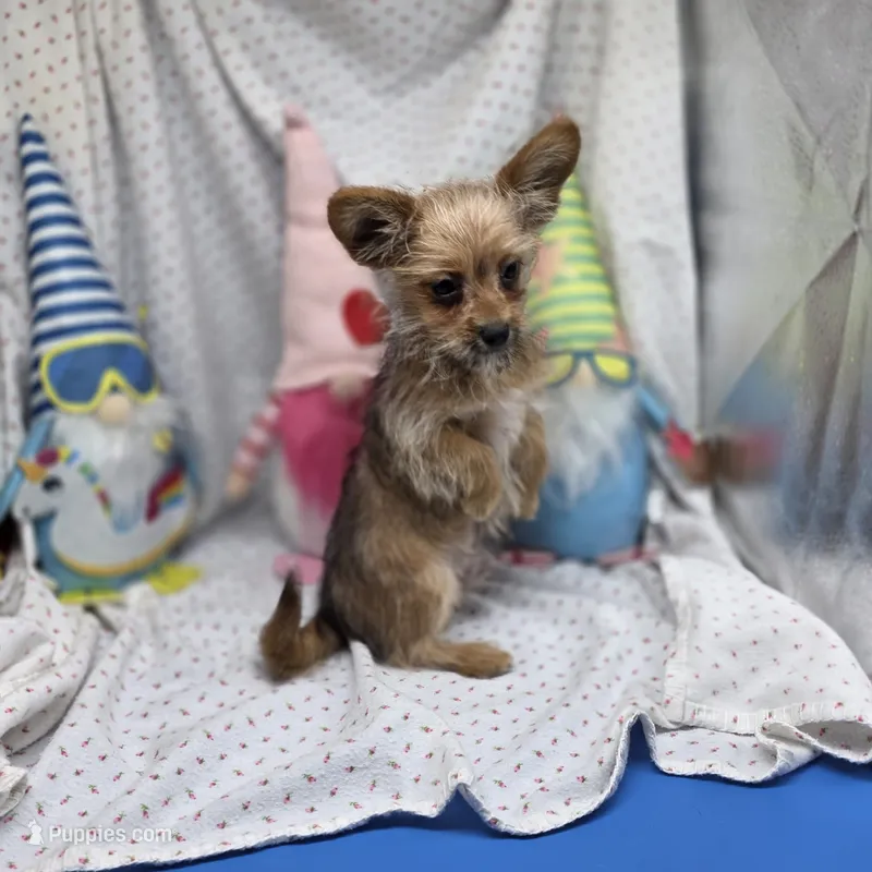 Capri M B – Papillon, Yorkshire Terrier puppy for sale in Vinemont, AL