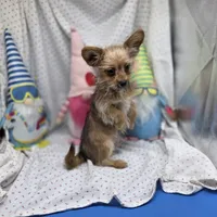 Capri M B, a male Papillon and Yorkshire Terrier for sale in Vinemont, AL – 1 of 8