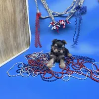 Zoey M, a male Yorkshire Terrier for sale in Vinemont, AL – 5 of 6
