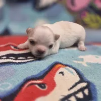 Rose' M A, a male Chihuahua for sale in Vinemont, AL – 4 of 4