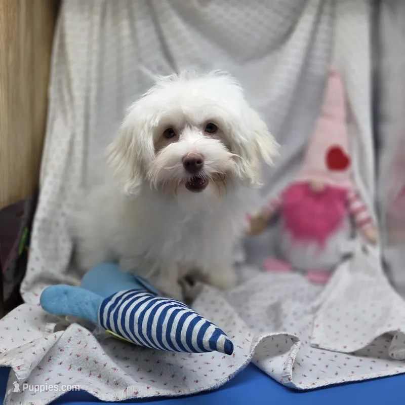 Harpie M A – Havanese puppy for sale in Vinemont, AL