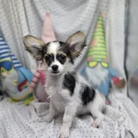 Cotton Candy's M, a male Maltese and Papillon for sale in Vinemont, AL – 2 of 7