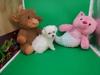 processed/df33c049-bf91-476b-81ec-a99d5c5fa8b1/listing/a5d4de97-99a4-4be8-8c6d-e551c2ce6af7/98e50dd8-a7f7-4298-9fc7-712fa1c75da2