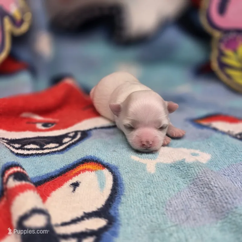 Kahlua's F A – Chihuahua puppy for sale in Vinemont, AL