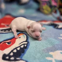 Kahlua's F B, a female Chihuahua for sale in Vinemont, AL – 2 of 4