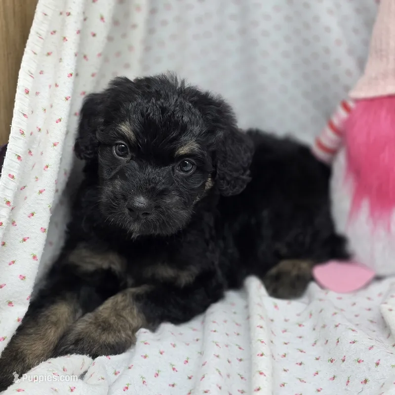 Bella M E – Australian Shepherd, Poodle - Standard  puppy for sale in Vinemont, AL