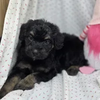Bella M E, a male Australian Shepherd and Poodle - Standard  for sale in Vinemont, AL – 1 of 1