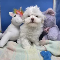 Harpie M C, a male Havanese for sale in Vinemont, AL – 4 of 4