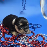 Capri M A, a male Papillon and Yorkshire Terrier for sale in Vinemont, AL – 3 of 5