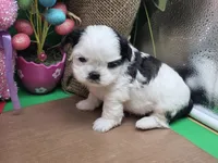 Aspen's F, a female Shih Tzu for sale in Vinemont, AL – Photo 3 of 4