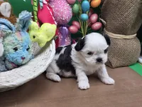 Aspen's F, a female Shih Tzu for sale in Vinemont, AL – Photo 4 of 4