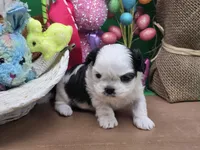 Aspen's F, a female Shih Tzu for sale in Vinemont, AL – Photo 2 of 4