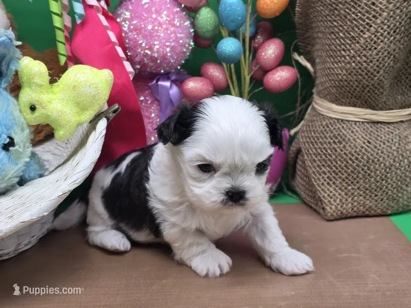 Aspen's F – Shih Tzu puppy for sale in Vinemont, AL