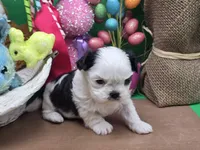 Aspen's F, a female Shih Tzu for sale in Vinemont, AL – Photo 1 of 4