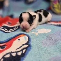 Cotton Candy's F, a female Maltese and Papillon for sale in Vinemont, AL – 2 of 4