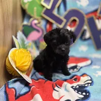 MiLu F, a female Yorkipoo for sale in Vinemont, AL – 2 of 4