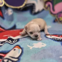Rose' M B, a male Chihuahua for sale in Vinemont, AL – 3 of 4