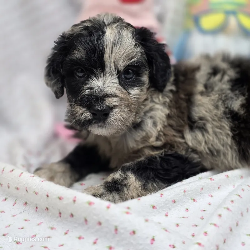 Bella F A – Australian Shepherd, Poodle - Standard  puppy for sale in Vinemont, AL