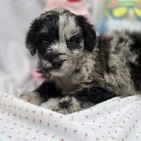 Bella F A, a female Australian Shepherd and Poodle - Standard  for sale in Vinemont, AL – 1 of 1