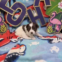 Dahlia F B, a female Pomapoo for sale in Vinemont, AL – 3 of 5