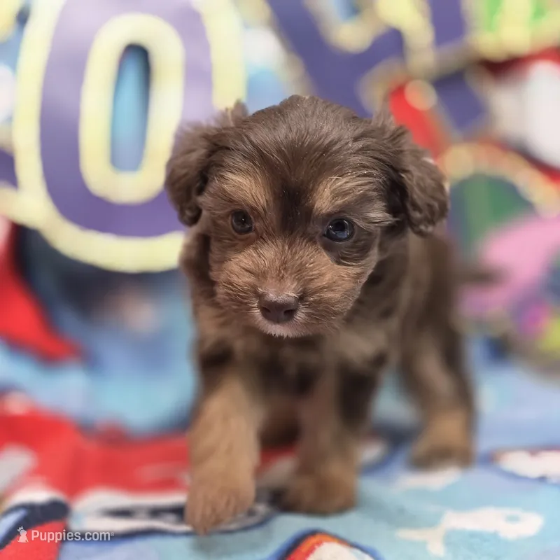 Amaryllis M B – Pomapoo puppy for sale in Vinemont, AL