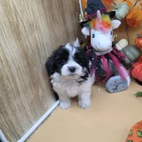 Brazil's M B, a male Maltipoo for sale in Vinemont, AL – 4 of 4