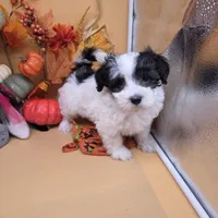 Brazil M A, a male Maltipoo for sale in Vinemont, AL – 3 of 4