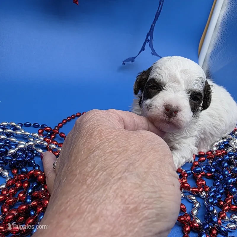 Harpie M D – Havanese puppy for sale in Vinemont, AL