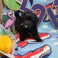 MiLu M B, a male Yorkipoo for sale in Vinemont, AL – 4 of 4